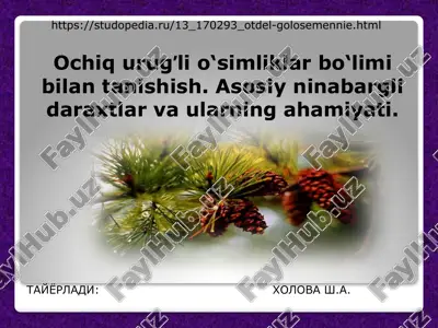ochiq urugʼli o‘simliklar bo‘limi bilan tanishish. asosiy ninabargli daraxtlar va ularning ahamiyati — PPTX