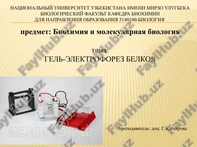gel-elektroforez belkov — PPTX
