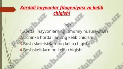 xordali hayvonlar filogeniyasi va kelib chiqishi — PPT
