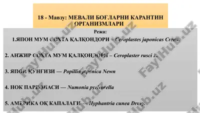 yapon mum soxta qalqondori — PPTX