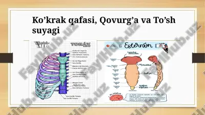 ko’krak qafasi, qovurg’alar, va to’sh suyagi — PPTX