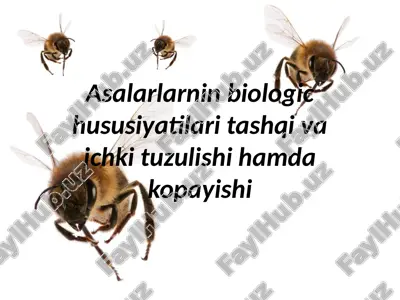 asalarlar — PPTX