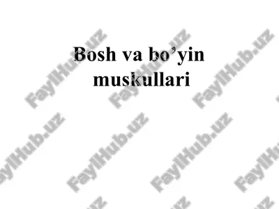 bo'sh va bo'yin muskullari — PPT