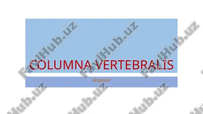columna vertebralis — PPTX