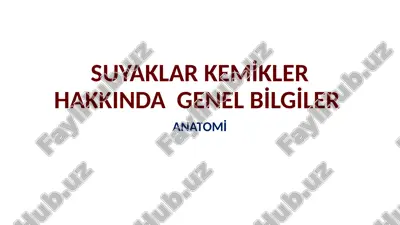 kemikler ve suyaklar — PPTX