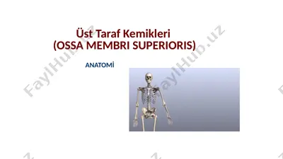 üst taraf kemikleri (ossa membrı superiorıs) — PPTX