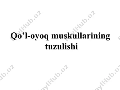 qo'l muskullari tuzulishi — PPT