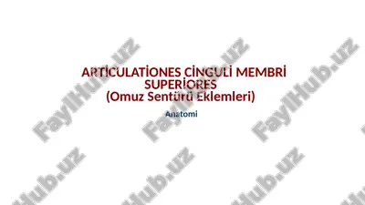 arti̇culati̇ones ci̇nguli̇ membri̇ superi̇ores(omuzsentürüeklemleri) — PPTX