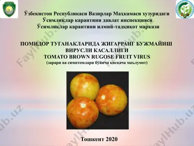 pomidor tuganaklaridagigar rang buzmayish virus (tomato brown rugose fruit virus) — PPTX