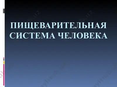 pishevaritelnaya sistema i protsess pishevareniya — PPT