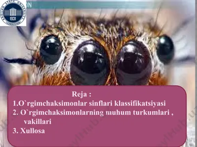 o‘rgimchaksimonlar sinflarining klassifikatsiyasi — PPTX