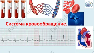 sistemakrovoobrashenie — PPTX