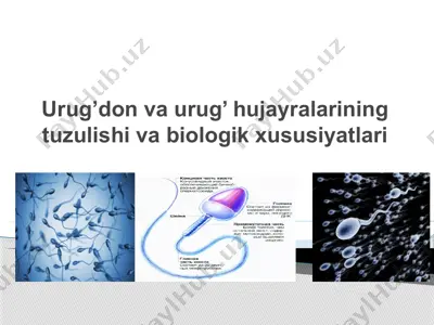 urug’don va urug’ hujayralarining tuzulishi va biologik xususiyatlari — PPT
