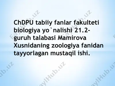ichki burunli baliqlar — PPTX