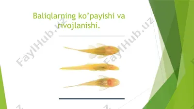 baliqlar — PPTX