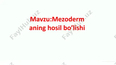 mezodermaning hosil bo’lishi — PPTX