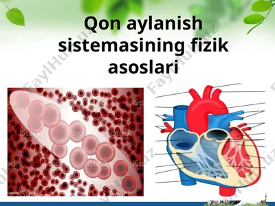 qon aylanish sistemasining fizik asoslari — PPT