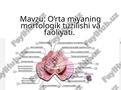 o’rta miyaning morfologik tuzilishi va faoliyati — PPTX
