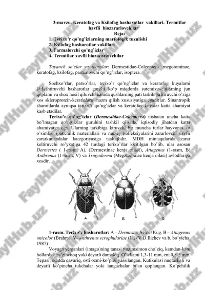 terixo’r qo’ng’izlar vakillari — DOCX