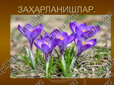 заҳарланишлар — PPT