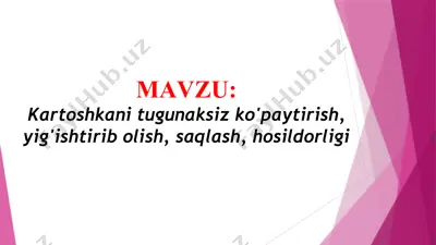 kartoshkani tugunaksiz ko'paytirish, yig'ishtirib olish, saqlash, hosildorligi (taqdimot) — PPTX