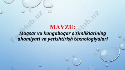 maqsar va kungaboqar o'simliklarining ahamiyati va yetishtirish texnologiyalari (taqdimot) — PPTX