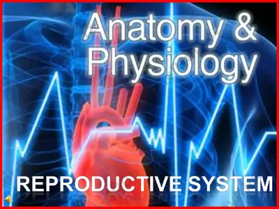 reproductive system — PPT