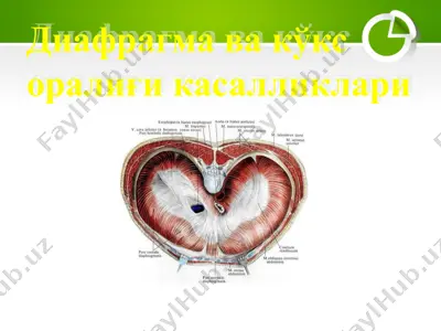 diafragma va ko'ks oralig'ikasalliklari — PPTX