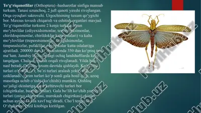 toʻgʻriqanotlilar (orthoptera) — PPTX