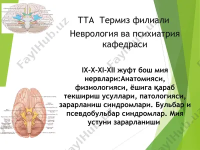 ix-x-xi-xii juft bosh miyanervlari — PPT