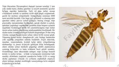 trips (buyurtmathysanoptera) — PPTX