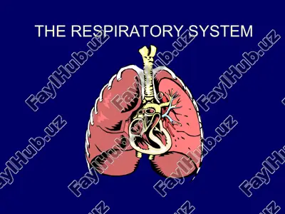 the respiratory system — PPT