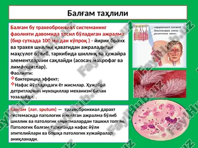 balg'am tahlili — PPT