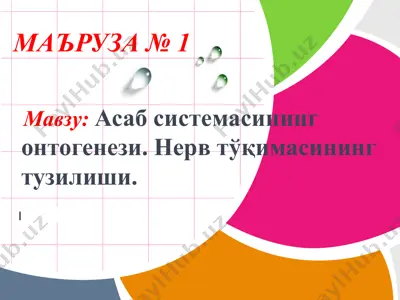 asab sistemasi ontogeneziga doir ma'ruzalar — PPT