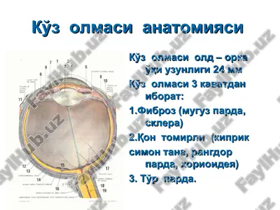 ko'z olmasi anatomiyasi — PPT