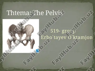 the pelvis — PPTX