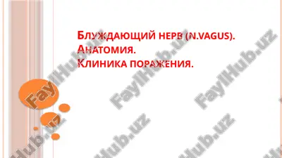 blujdayushiy nerv (n.vagus) — PPTX
