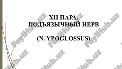 xii para. pod'yazichniy nerv(n. ypoglossus) — PPTX