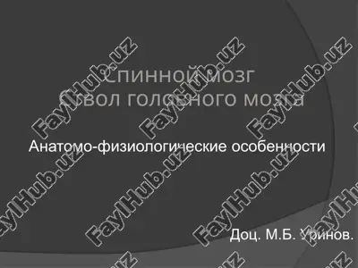 spinnoy mozgstvol golovnogo mozga — PPTX