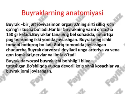 buyraklarning anatomiyasi — PPTX