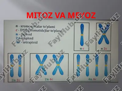 mitoz va meyoz — PPTX