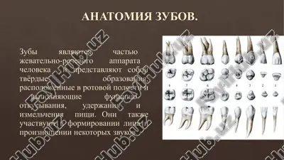 anatomiya zubov — PPTX