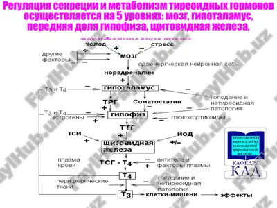 regulyatsiya sekretsii i metabolizm tireoidnix gormonov — PPTX