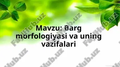 barg morfologiyasi va uning vazifalari — PPTX