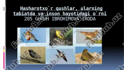 hasharotxo`rqushlar — PPTX