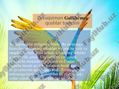 tovuqsimonlar — PPTX