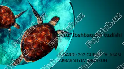 toshbaqalar tuzilishi — PPTX