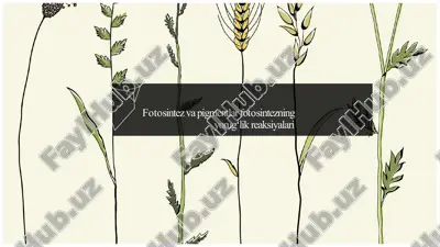 fotosintez va pigmentlar fotosintezning yorugʻlik reaksiyalari — PPTX