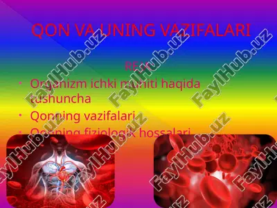 qon va uning vazifalari — PPTX
