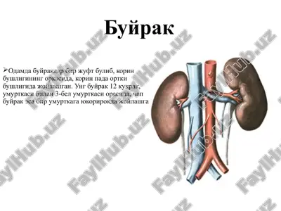 buyrak — PPTX
